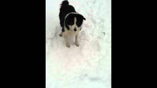 Border Collie fun in snow