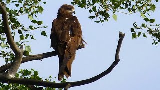 Чёрный коршун и беспокойный день