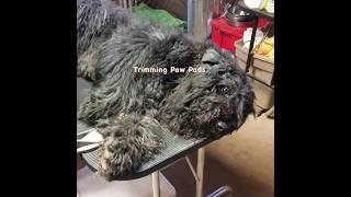 #bouvierdesflandres #grooming Trimming Hair Between the Pads #dogshorts #dogsofinstagram #farmdog