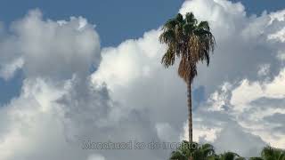 Download Lagu PUNAU-PUNAU PINANG MP3