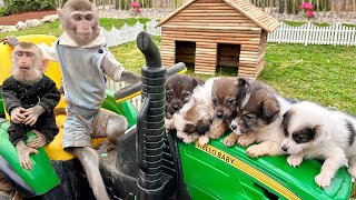 Baby Monkey Bim Bim Helps Puppies In Trouble At The Garden