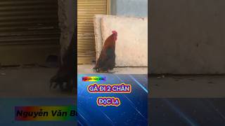 Độc Lạ Gà Đi 2 Chân ..Thẵng Đứng
