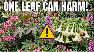 7 Most Dangerous Plants You Should Never Buy From Nurseries (Plus Safer Alternatives to Grow) You Bought One Of These 13 Deadly Plants In April Without Knowing It Here S What To Do