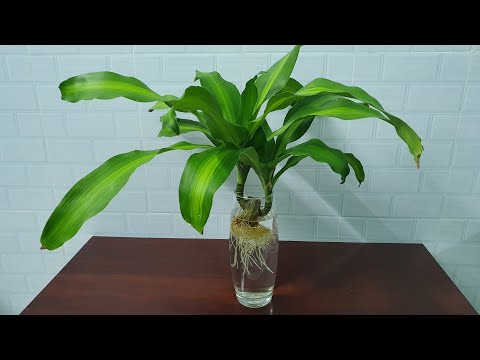 Video Trồng cây phát tài thủy sinh từ chồi cây | Dracaena... - youtube