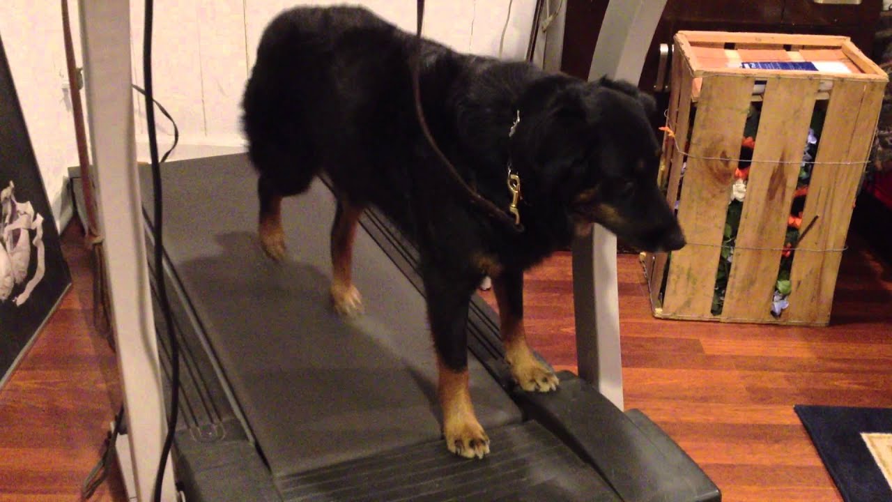 dogs on treadmill funny