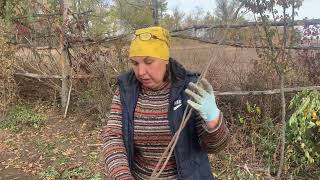 картинка: Як захистить хурму взимку. 19.10.25