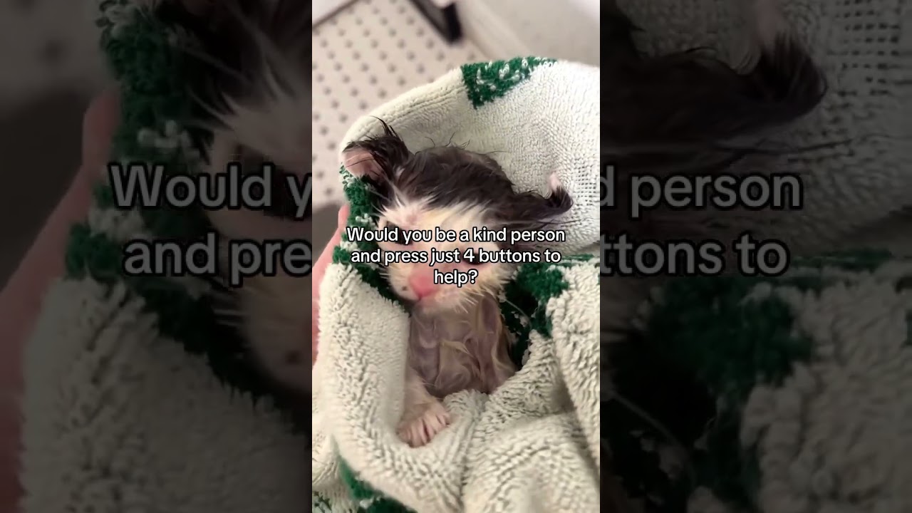 Он так отчаянно боролся за выживание. Ветеринарная помощь, молоко, тепло — ему это срочно нужно.