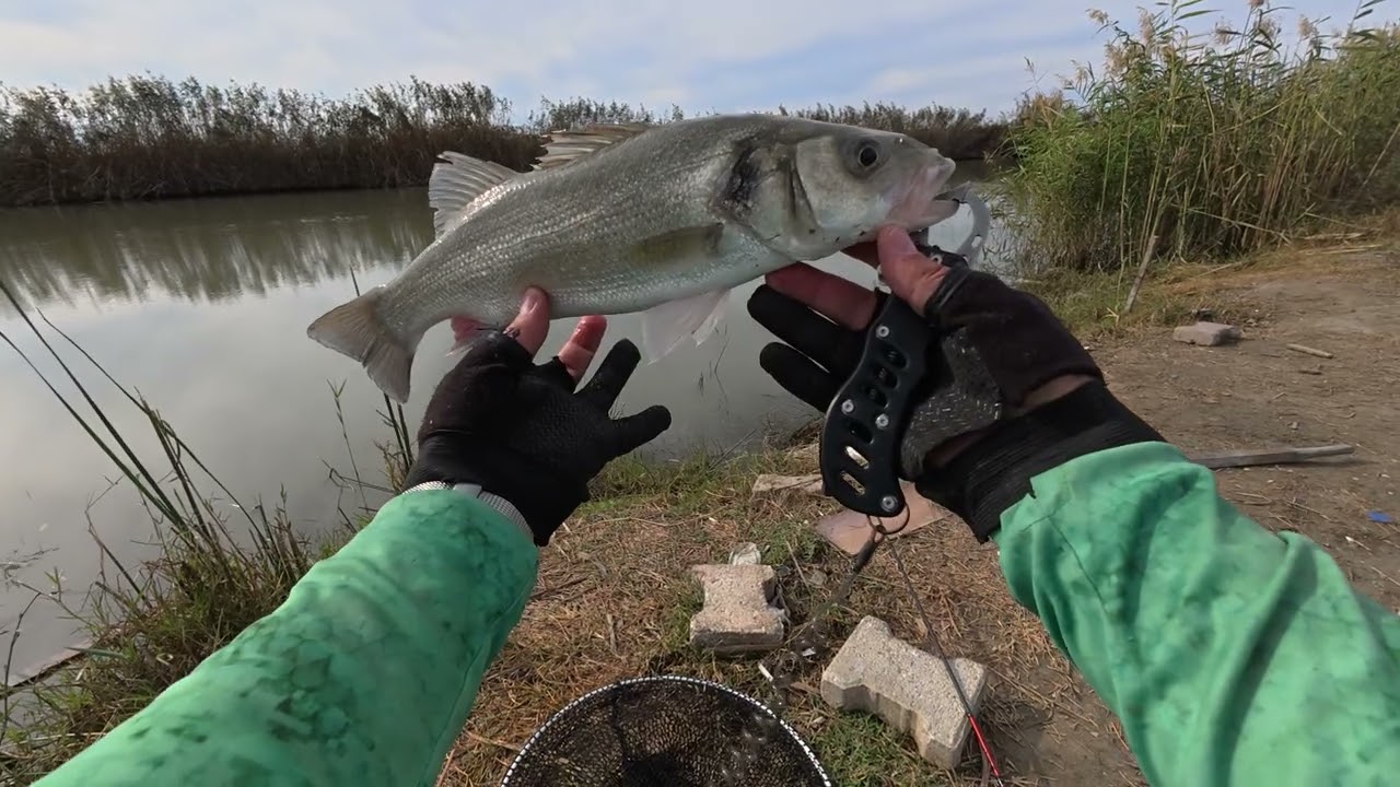 Keyifli seyirler dilerim#fishing #levrek #lrf #fish #bassfishing