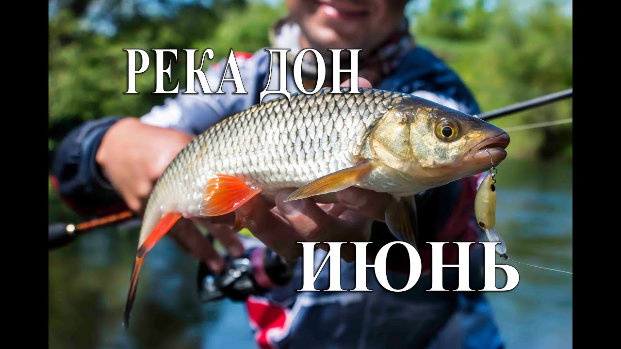 Ловля голавля в Липецкой области. Река Дон. Июнь.