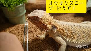 トカゲの鼻の中に生える幻のキノコ収穫♪