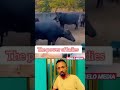 ЁЯЫСЁЯНО Cow Women Funny Entertainment Shorts Comedy Laugh Video India Unitedstates Uk Prank Oro ЁЯЫСЁЯНО Cow Women Funny Entertainment Shorts Comedy Laugh Video India Unitedstates Uk Prank Oro