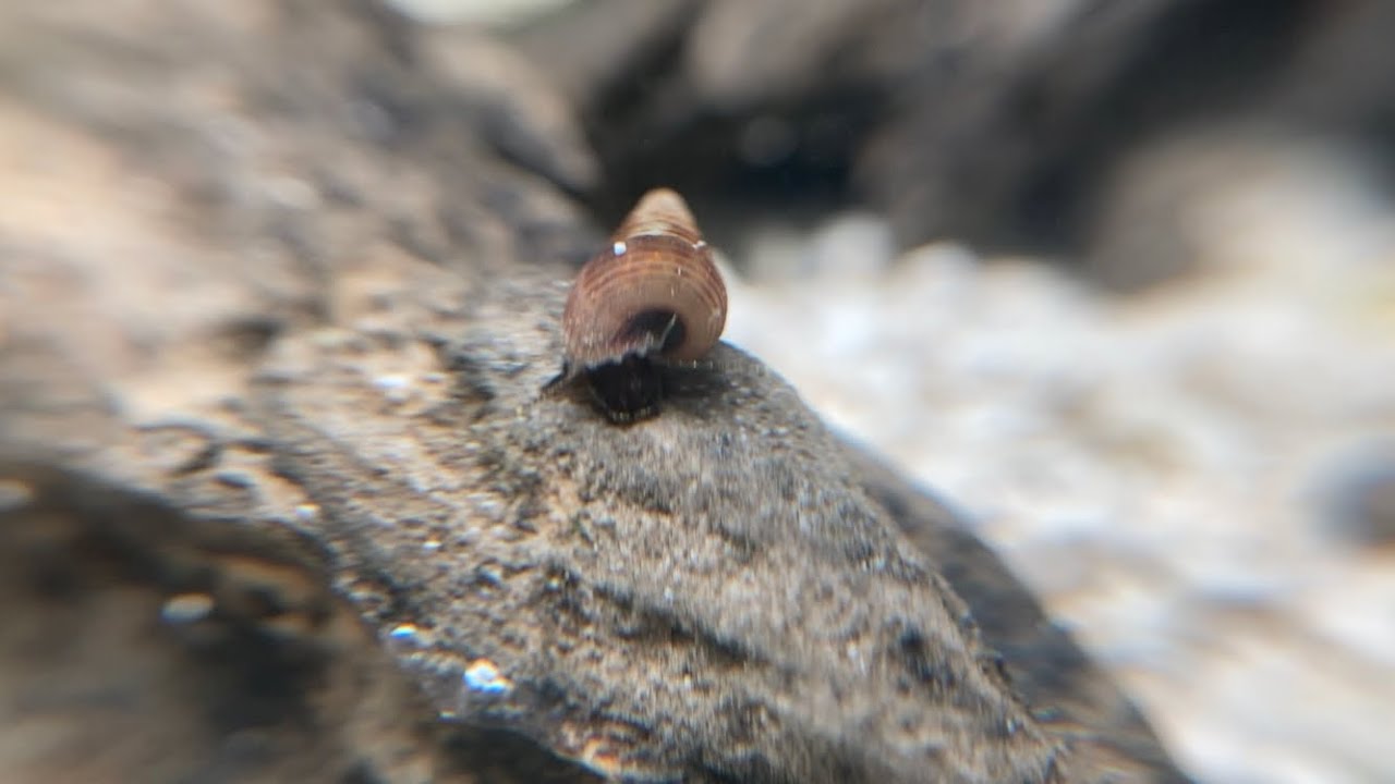 Opae Ula Shrimp Tank Beginning