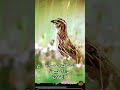 اكتشاف الطبيعة والالحان الشجية