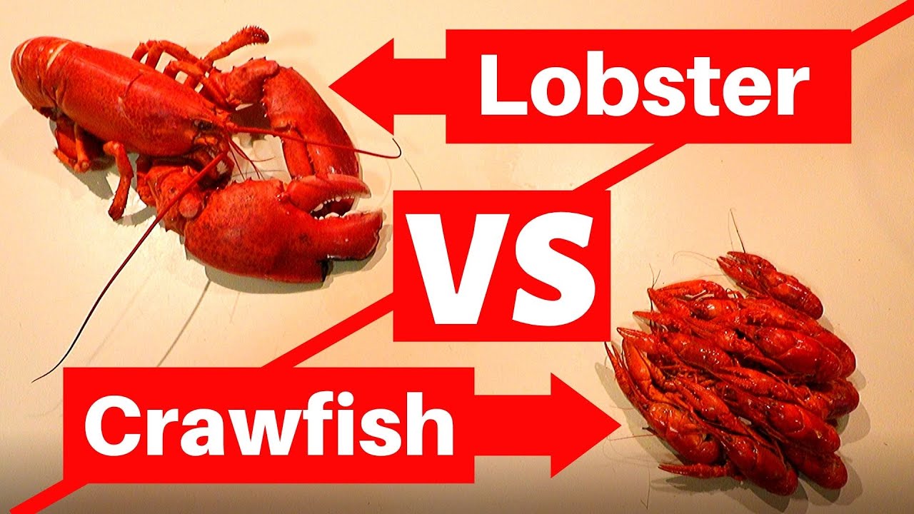 Maine Lobster Vs. Crawfish Taste Testing! (Which Is Better?)