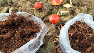 картинка: Как я храню МИКОРИЗУ. ( Продаю семена томатов)