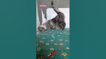 HELLO HELLO ATTENTION PLEASE. .🥰😍#shorts #animals #love #pets #cat