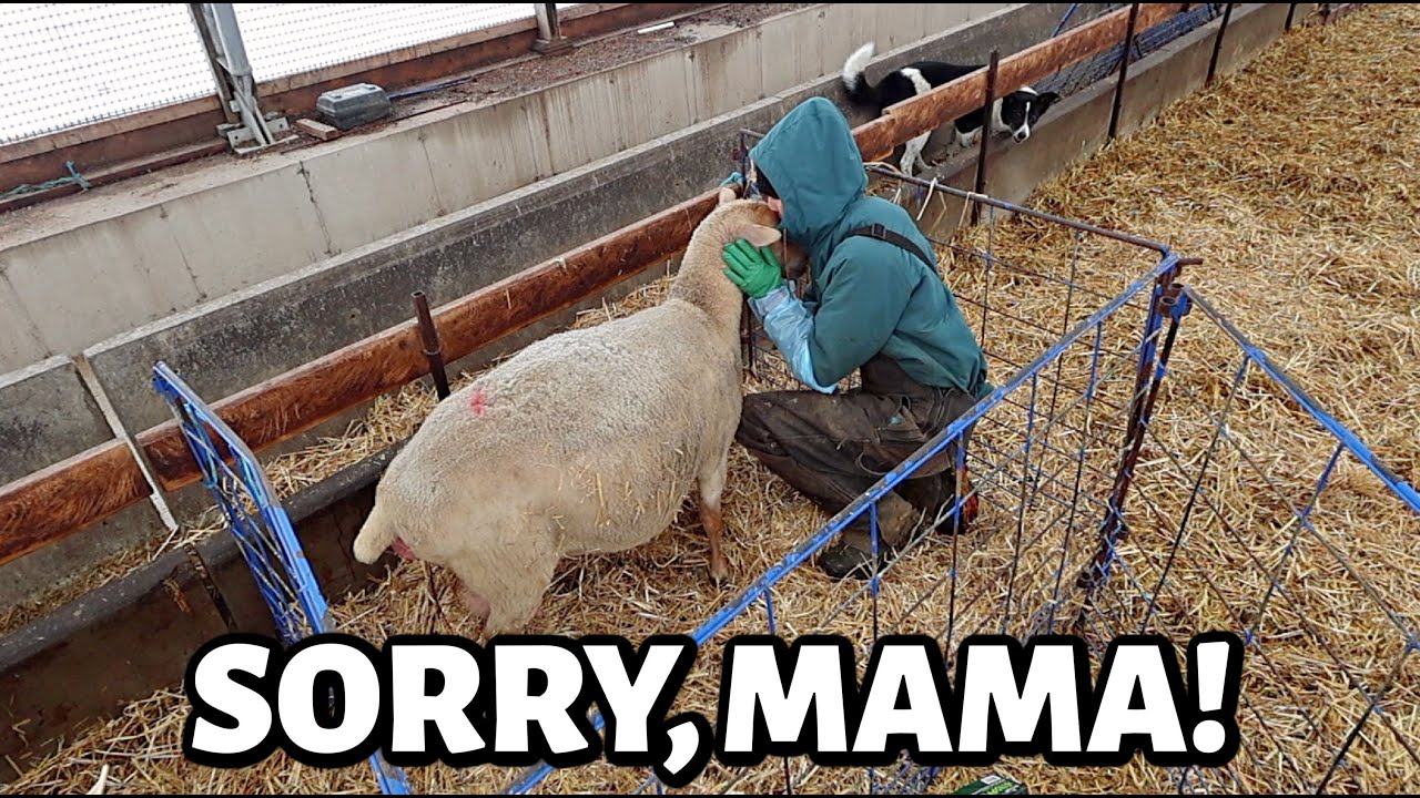 Зимний окот начинает сказываться на состоянии овец... (и фермеров, и овец😔) ~ Влогмас 2025