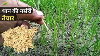 धान की नर्सरी तैयार करें Dhaan ki nursery kaise taiyar hota hai | how to prepare paddy nursery