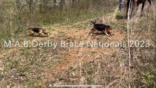 Beagle Field Trial/M.A.B Derby Nationals 2023