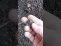Хороший коп с металлоискателем#coin #монеты #металлоискатель#metaldetecting#находки #коп#раскопки#