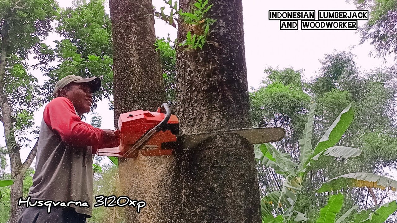 House at risk ‼️ Cut down a super old branched trembesi tree. - YouTube