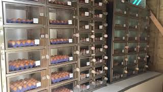 We tried an egg vending machine!