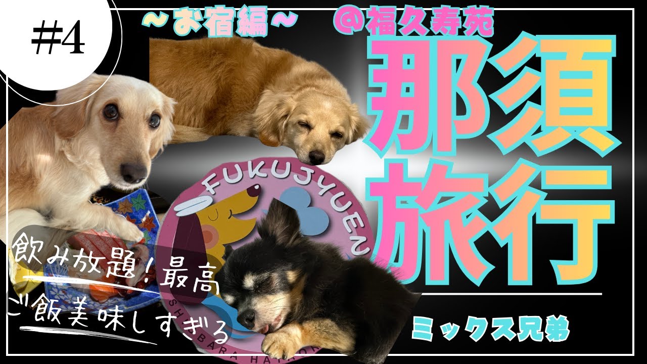 【犬連れ那須旅・秘湯に宿泊】那須の秘湯に兄弟たちとみーちゃんファミリーと一緒にお泊りしてきました【お宿編】