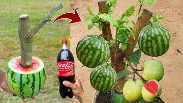 Great Idea To Propagate Guava Tree With watermelon Fruit Using Coca-Cola To Push for Faster Fruiting