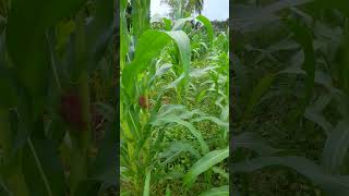 බඩ ඉරිගු වගාව agriculture farming srilanka lifestyle village village nature corn