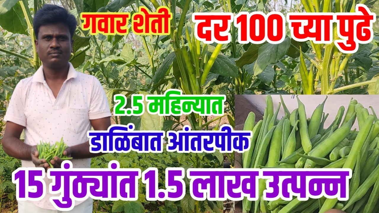 15 गुंठ्यांत 1.5 लाख उत्पन्न,100 च्या पुढे रेट,डाळिंबात आंतरपीक,gavar_शेती यशोगाथा, vision varta