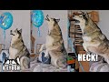 Husky Fails To Catch a Helium Balloon! Give it SIDE- EYE!