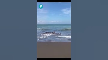 Ikan Hiu Tutul Terdampar di Pantai Selatan Pancer