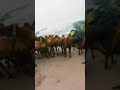 عمان