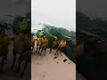 عمان