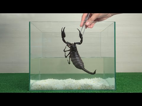 Wideo: Pasażer Ukąszony Przez Skorpiona
