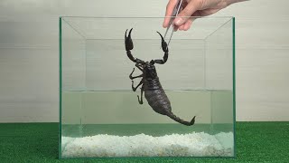 Невероятные способности скорпиона. Эксперимент. Скорпион под водой.