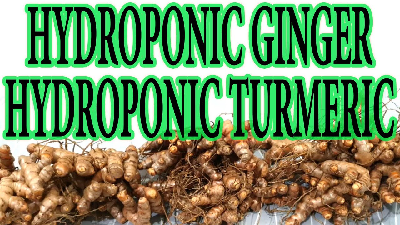How To Grow Hydroponic Ginger \U0026 Hydroponic Turmeric In Hydroponic System-A Simple Guide (Urdu/Hindi)