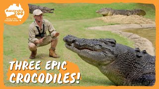 Epic croc action…times 3! | Australia Zoo Life