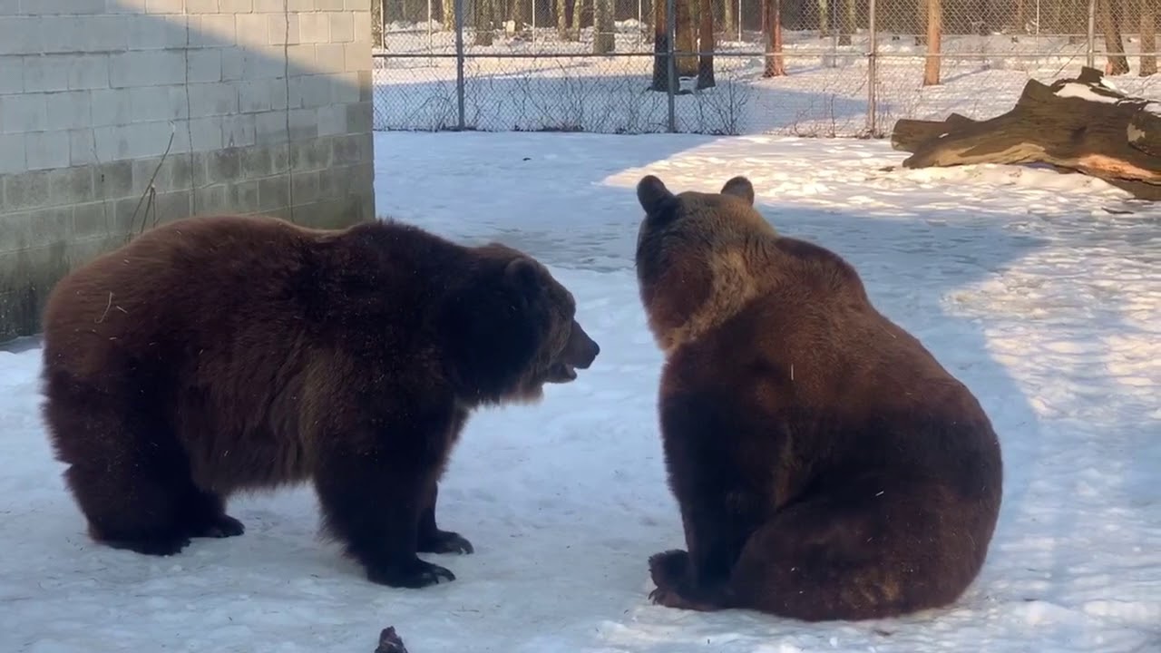 Part 4 How To Tell The Bears Apart Randy Rosie Kimmy YouTube Part 4 How To Tell The Bears Apart Randy Rosie Kimmy YouTube