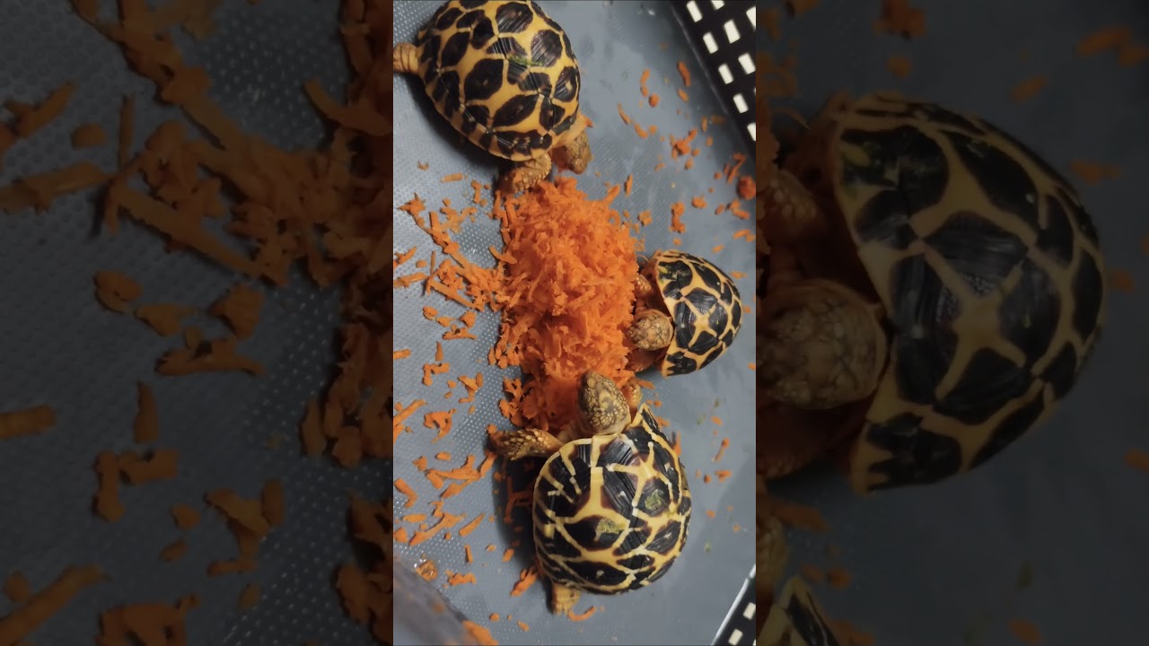 Star Tortoises Compete for Grated Carrot 