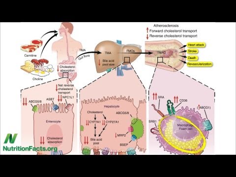 Carnitine, Choline, Cancer and Cholesterol: The TMAO Connection