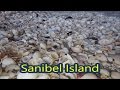 Roadschool fieldtrip shelling on Sanibel Island in Florida,
