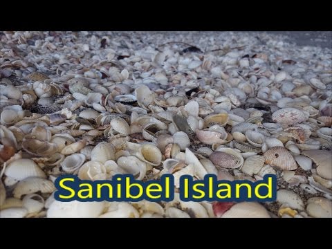 Roadschool Life | Shelling on Sanibel Island FL | Bucket list item ✅