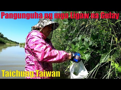 Video: Carp Sa Ilog Sa Ilalim Ng Mga Gulay