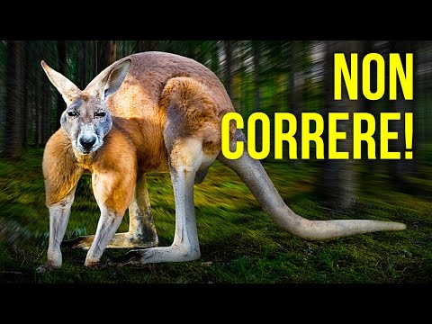 Video: Come si sono fatti la coda i canguri?
