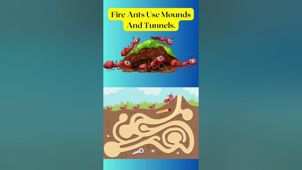 5-interesting-facts-about-fire-ants-youtube