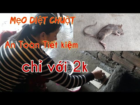 Video: Làm Thế Nào để điều Trị Chuột Vật Nuôi