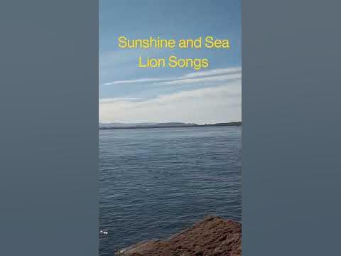 sunshine and sea lion songs - YouTube