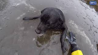 Dog saved from freezing cold ice by RSPCA inspector