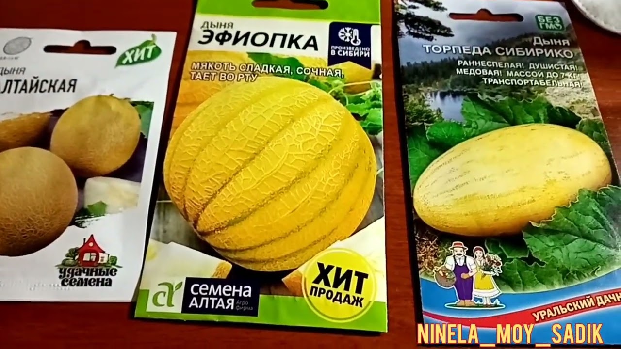 Начинаю сезон арбузов и дынь. Видеодневник :обработка семян, замачивание на прорастание.